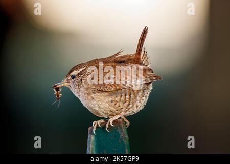 Frankreich, Eure, bei Pont-Audemer, Gartenvögel, Passeriform, Wren (troglodyte troglodytes) hält ein Insekt im Schnabel Stockfoto