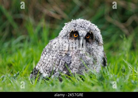 Frankreich, Eure, in der Nähe von Pont-Audemer, Langohreule (ASIO otus), Küken, das das Nest verlassen hat, verloren auf dem Boden Stockfoto