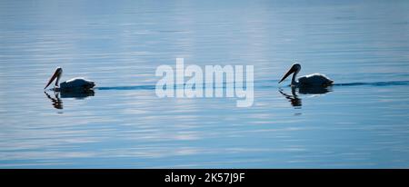Amerikanische weiße Pelikane (Pelecanus erythrorhynchos) schwimmen in einem kleinen See in South Dakota. Stockfoto