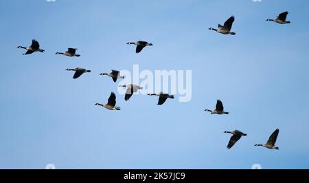 Eine Herde Kanadagänse (Branta canadensis) fliegt über das Sand Lake National Wildlife Refuge in South Dakota. Stockfoto