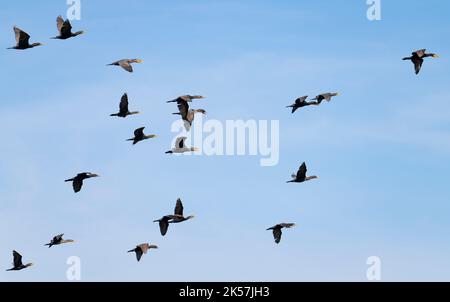 Doppelmantelkormorane (Nannopterum auritum) fliegen über das Long Lake National Wildlife Refuge in North Dakota. Stockfoto