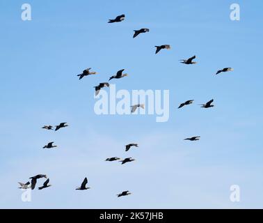 Doppelmantelkormorane (Nannopterum auritum) fliegen über das Long Lake National Wildlife Refuge in North Dakota. Stockfoto