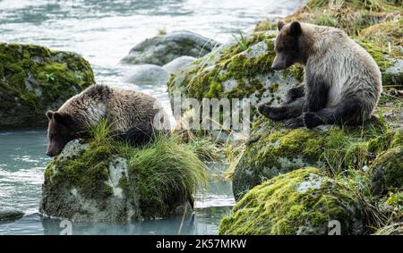 Zwei Braunbären (Ursus Arctos) Jungen entspannen sich am Chilkoot River in Alaska. Stockfoto