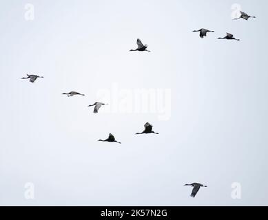 Sandhill-Kraniche (Antigone canadensis) fliegen über den Taylor Highway in Alaska. Stockfoto