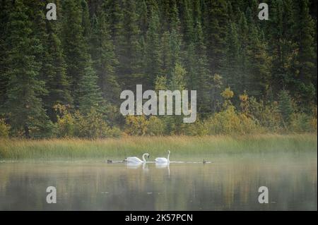 Trompetenschwäne (Cygnus buccinator) schwimmen im Morgennebel auf dem Chokosna Lake in der Nähe der McCarthy Road in der Wrangell-St. Elias National Park und Preserve in Stockfoto