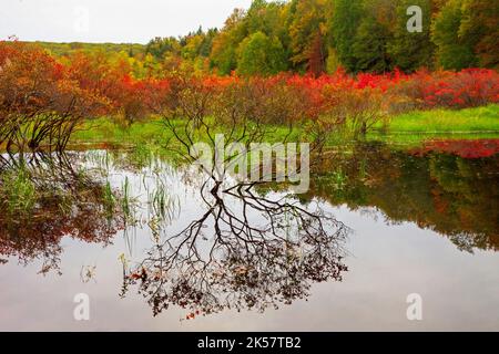 Snow Shanty Run, ein Biberteich, im Delaware State Forest in Pennsylvania in Herbstfarben. Stockfoto