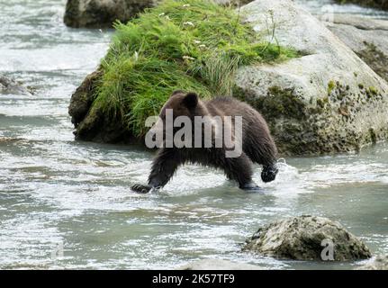 Ein Braunbär (Ursus arctos) Junge wagt im Chilkoot River in Alaska. Stockfoto