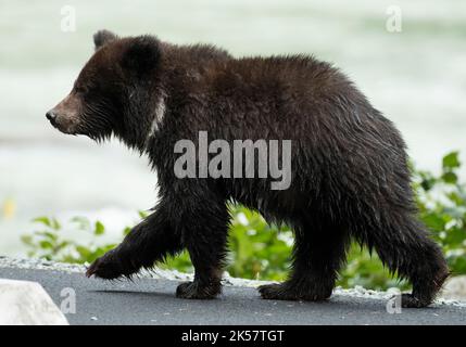 Ein Braunbär (Ursus Arctos)-Junge wandert entlang der Lutak Road neben dem Chilkoot River in Alaska. Stockfoto