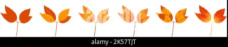 Verwelkte Herbst-bunte Blätter. Gefallene Blätter mit einer bunten Textur. Stock Vektor