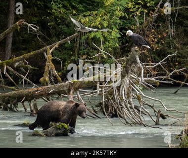 Ein Braunbär (Ursus arctos) sucht im Chilkoot River in Alaska nach Lachs, während ein Adler in der Nähe sitzt und eine Möwe über dem Fluss fliegt. Stockfoto