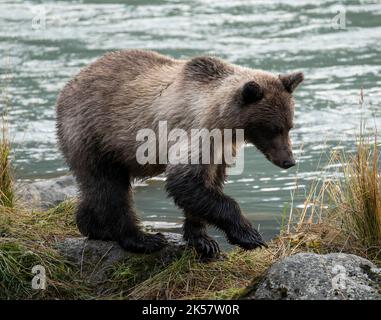 Ein helles Braunbär (Ursus Arctos)-Junge wandert entlang des Chilkoot River in Alaska. Stockfoto