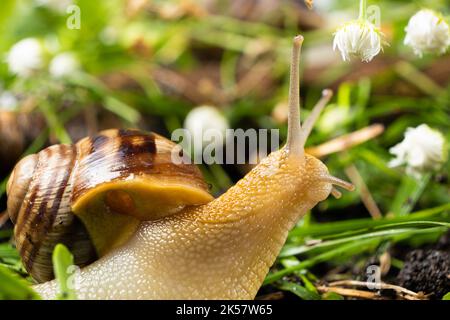 Helix pomatia große Traubenschnecke kriecht gemächlich auf dem Gras zwischen den weißen Blüten Stockfoto