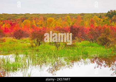 Snow Shanty Run, ein Biberteich, im Delaware State Forest in Pennsylvania in Herbstfarben. Stockfoto