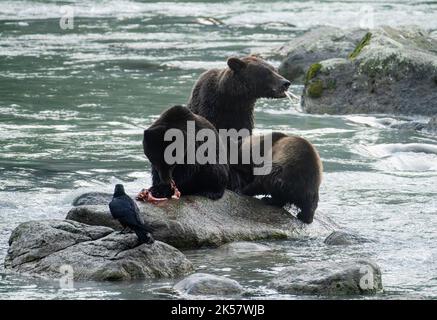 Ein Braunbär (Ursus arctos) und ihre Jungen fressen Lachs vom Chilkoot River in Alaska. Stockfoto