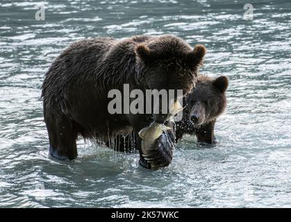 Ein Braunbär (Ursus arctos) hofft, dass seine Mutter Lachs vom Chilkoot River in Alaska teilen wird. Stockfoto