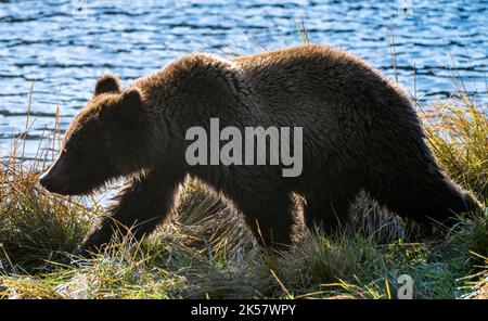 Ein Braunbär (Ursus Arctos)-Junge wandert entlang des Chilkoot River in Alaska. Stockfoto