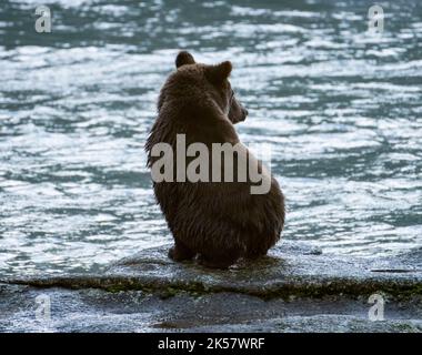 Ein Braunbär (Ursus arctos) Junge sitzt auf einem Felsen im Chilkoot River in Alaska. Stockfoto