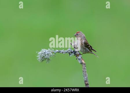 Redpoll, Weiblich, Acantthis flammea, thront auf einem mit Flechten bedeckten Ast vor einem sauberen grünen Hintergrund Stockfoto