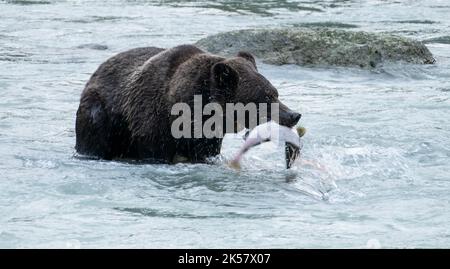 Ein Braunbär (Ursus arctos) nimmt Lachs vom Chilkoot River in Alaska. Stockfoto