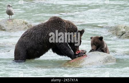 Ein Braunbär (Ursus arctos) und ihr Junge fressen Lachs vom Chilkoot River in Alaska. Stockfoto