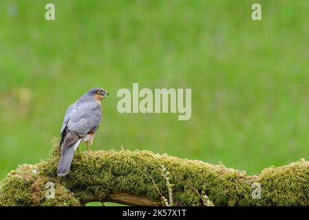 Sperling-Habicht, Accipiter Nisus, thront auf einem mit Flechten bedeckten Ast. Stockfoto