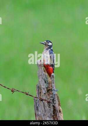 Buntspecht, Dendrocopos Major, thront auf einem kaputten Pfosten. Es sah ein wenig verschlungener und unordentlich aus. Stockfoto