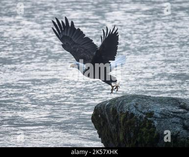 Ein Weißkopfseeadler (Haliaeetus leucocephalus) fliegt von einem Felsen im Chilkoot River in Alaska aus. Stockfoto