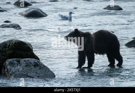 Ein Braunbär (Ursus arctos) macht Spaziergänge im Chilkoot River in Alaska. Stockfoto