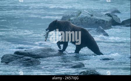 Ein Braunbär (Ursus arctos) nimmt Lachs vom Chilkoot River in Alaska. Stockfoto