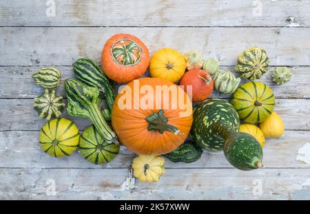 Draufsicht auf verschiedene Kürbisse auf einem hellen Holztisch. Stockfoto