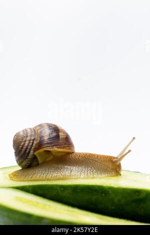 Große Traubengartenschnecke Helix pomatia sitzt und frisst Gurke. Ein Ort für Text auf weißem Hintergrund. Stockfoto