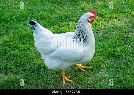 Schönes weißes Huhn auf grünem Gras Nahaufnahme. Stockfoto