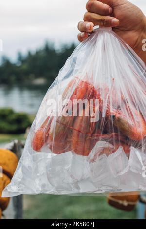 Frisch gefangener Spot Garnelen in Plastiktüte auf Eis Stockfoto