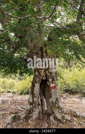 Alter Baum auf der GR20 zwischen Castel de Vergio und Manganu, Korsika, Frankreich Stockfoto