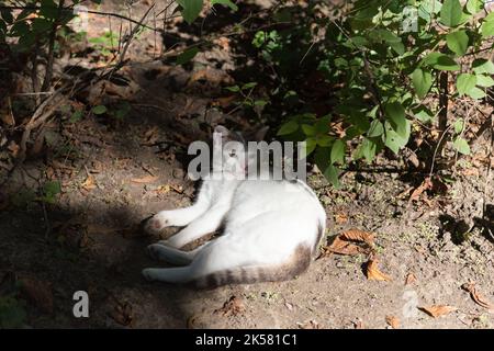 Schwarz-weiße Katze schläft auf schmutzigem Boden. Nahaufnahme. Stockfoto