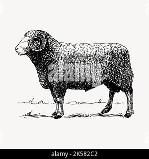 Vintage RAM Zeichnung, handgezeichnete Bauernhof Tier Illustration Vektor. Stock Vektor