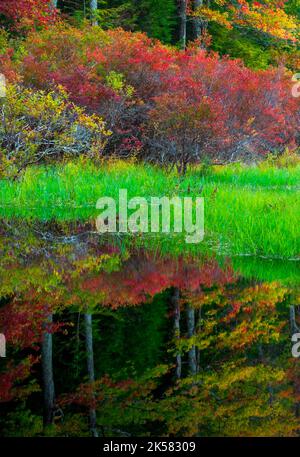 Snow Shanty Run, ein Biberteich, im Delaware State Forest in Pennsylvania in Herbstfarben. Stockfoto