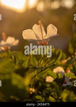 Weiße Kauai-Rosenblüten (Hibiscus waimeae) auf einem unscharfen Hintergrund. Stockfoto