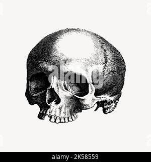 Menschlicher Schädel Cliparts, Halloween Vintage handgezeichnete Illustration Vektor. Stock Vektor