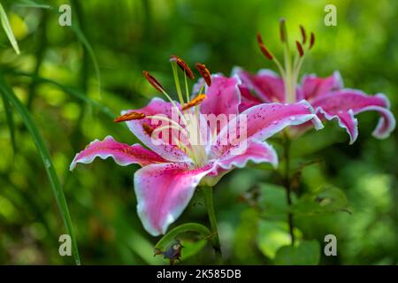 Stargazer Lilie in Nahaufnahme mit verschwommenem Hintergrund. Lilium Oriental Hybrid. Stockfoto