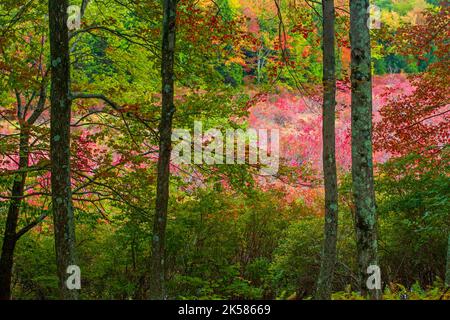 Snow Shanty Run, ein Biberteich, im Delaware State Forest in Pennsylvania in Herbstfarben. Stockfoto