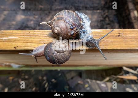 Zwei Schnecken am Stück Holz im Garten in Holland Stockfoto