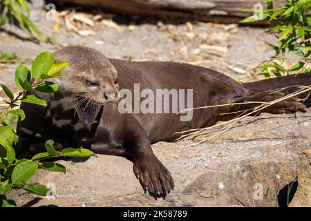 Riesenotter (Pteronura brasiliensis), Flussräuber mit Zähnen. Stockfoto