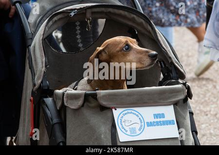 Windsor, Großbritannien. 9.. September 2022. Ein Dackel ist in einem Kinderwagen abgebildet, an dem ein Schild mit der Aufschrift 'IVDD Dachshund' befestigt ist. IVDD ist die Bandscheibenerkrankung, eine Krankheit, an der Dackel häufiger leiden als viele andere Rassen. Kredit: Mark Kerrison/Alamy Live Nachrichten Stockfoto