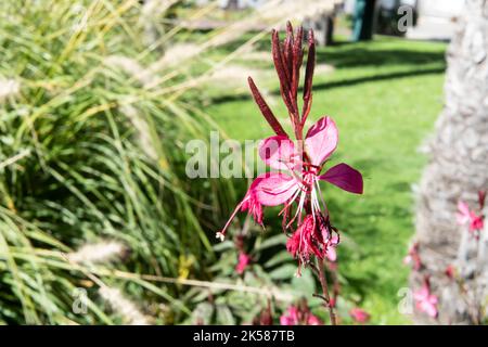 Die Oenothera lindeimeri, oder Schmetterling Gaura Blume Stockfoto