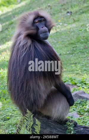 Das Gelada-Männchen (Thermopithecus gelada), auch bekannt als der blutende Herzaffen oder der Gelada-Pavian. Stockfoto