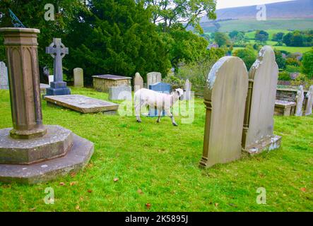 Eine Herde Schafe, die auf dem Kirchhof grasen, St. Leonards Church, Downham, Clitheroe, Lancashire, Vereinigtes Königreich, Europa Stockfoto