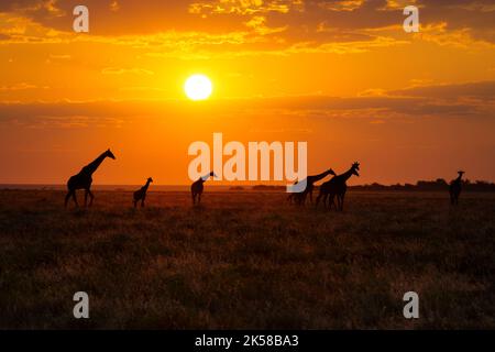 Giraffen-Herde, die bei Sonnenuntergang die afrikanische Savanne durchqueren. Etosha-Nationalpark, Namibia, Afrika Stockfoto