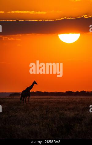 Giraffen durchqueren die afrikanische Savanne bei Sonnenuntergang unter der Sonne. Etosha-Nationalpark, Namibia, Afrika Stockfoto