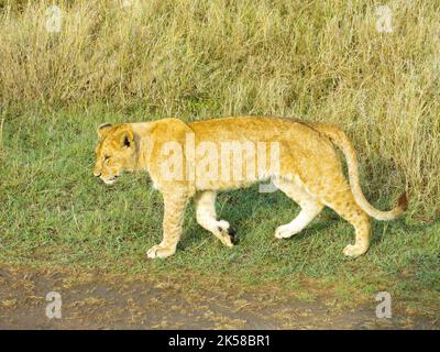 Löwe in Bewegung, Serengeti-Nationalpark, Tansania, Ostafrika Stockfoto